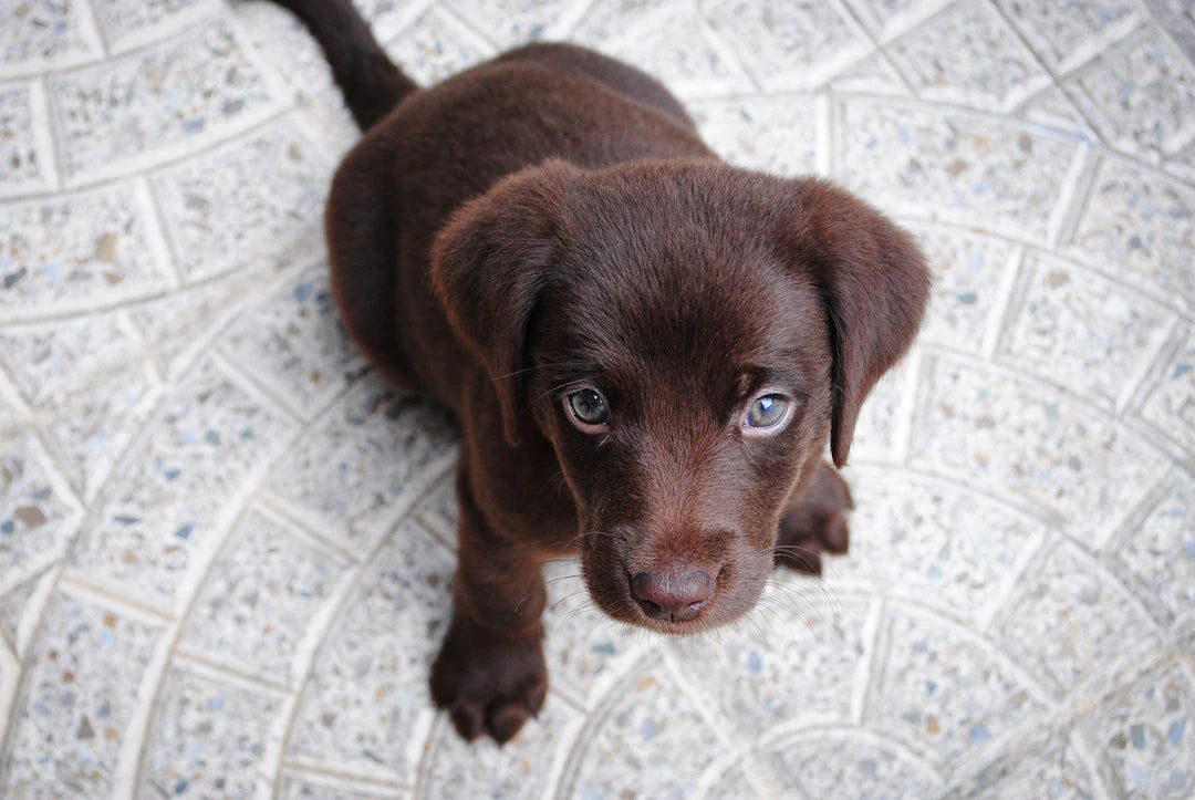 Craft Your Own Pet Grooming Tools: Simple DIY Ideas for Every Pet Parent