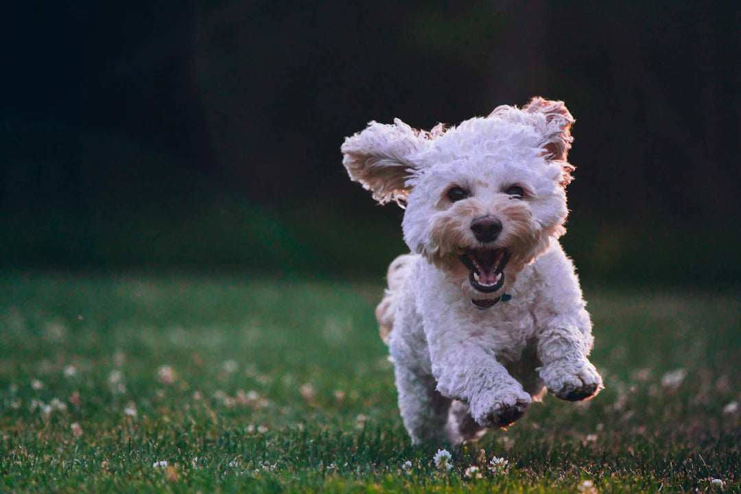 The Benefits of Grooming: More Than Just a Clean Pet